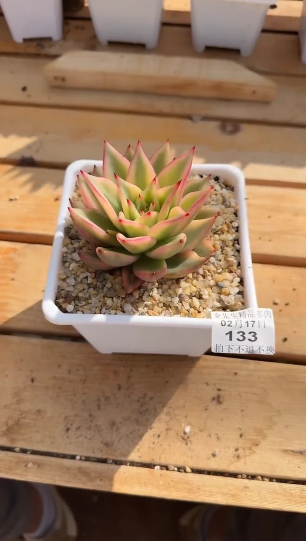 【闪购商品】0217-133东云锦（大魔王专拍）