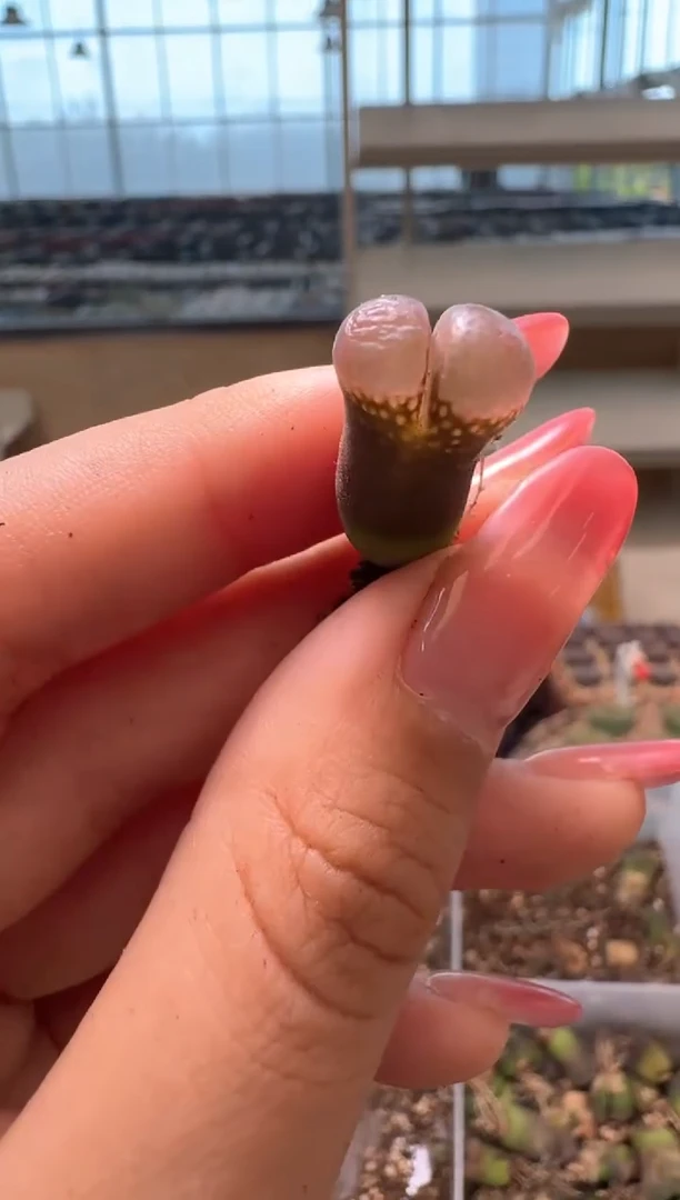 2-101多肉植物肉锥