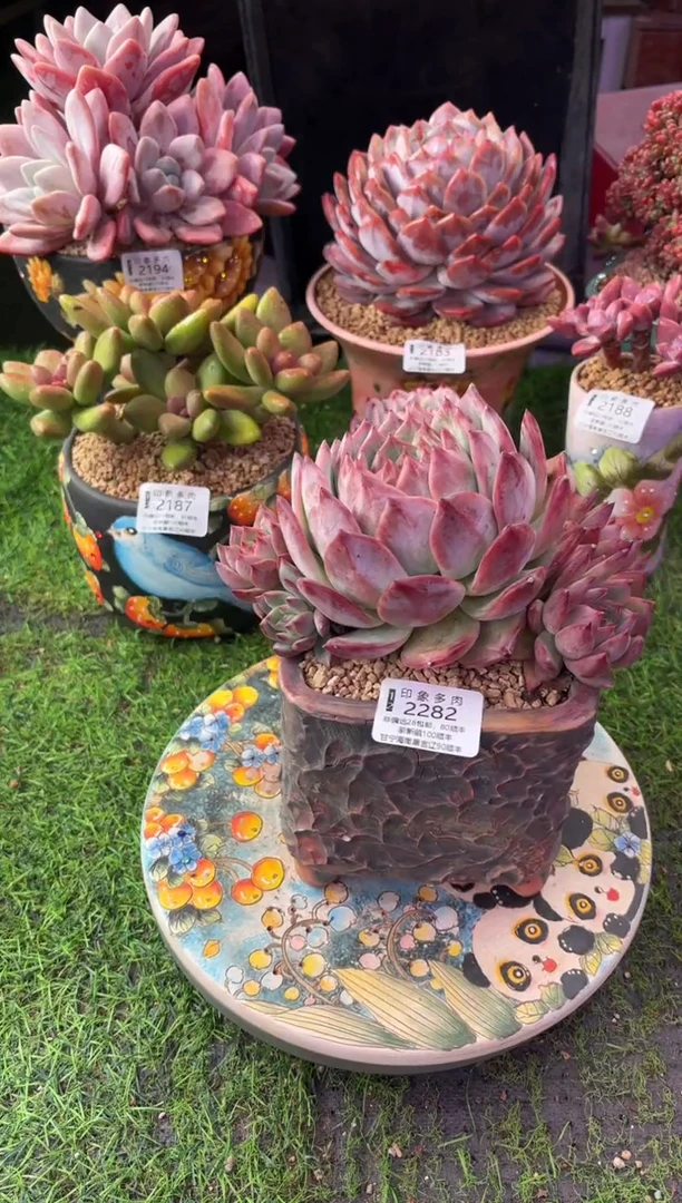 昆明印象多肉2282