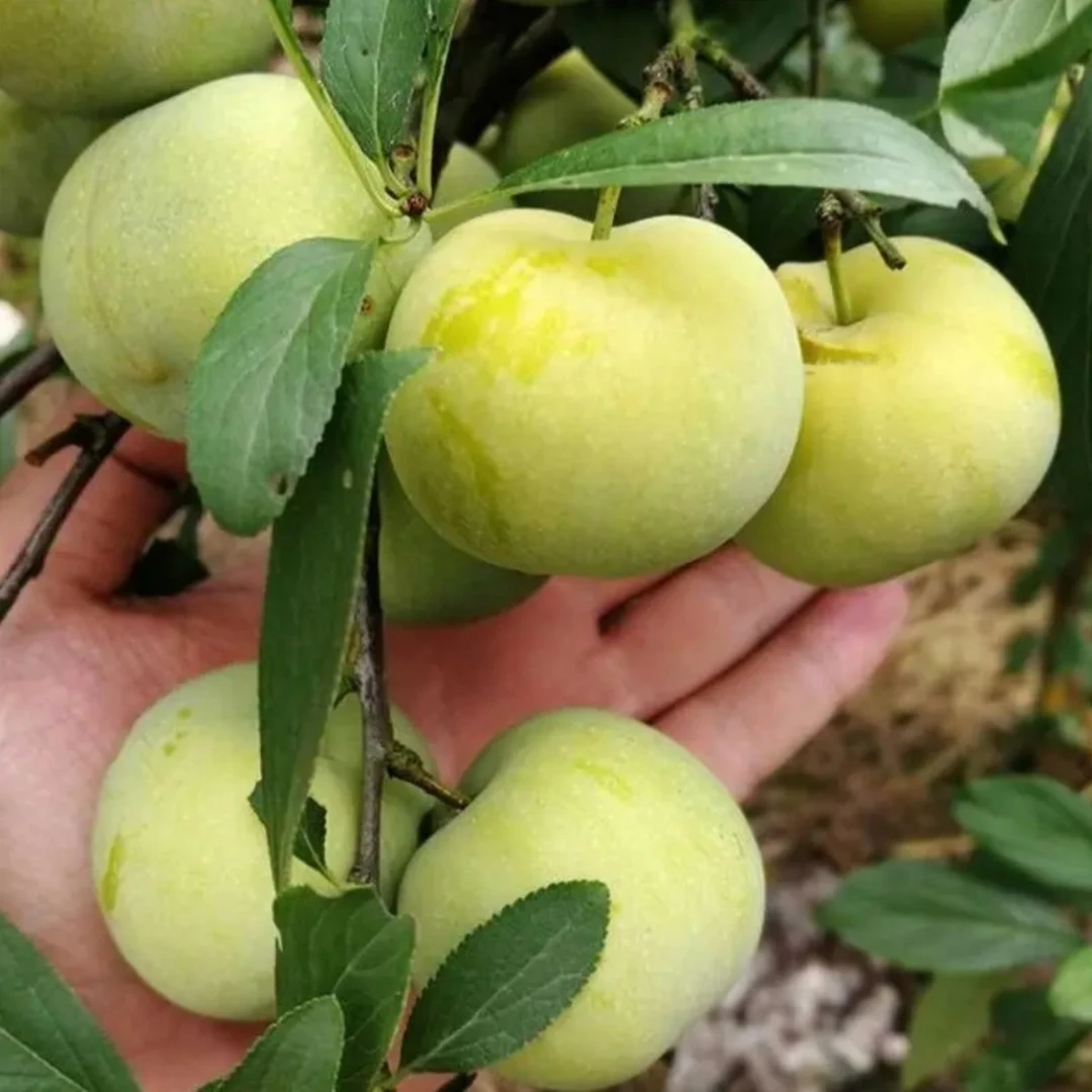 嫁接蜂糖李黑布林大红袍恐龙蛋国峰李子带土盆栽地栽庭院南北方栽