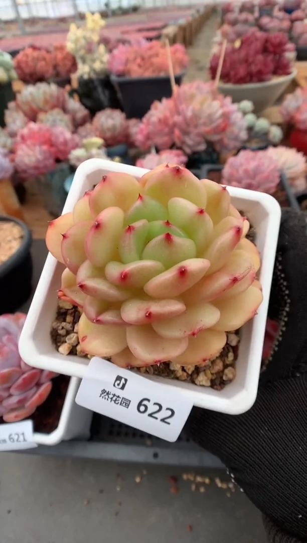 622梦露香奈儿多肉植物一物一拍