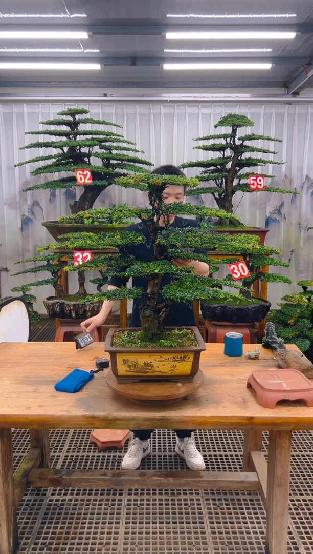 无花朵精品盆景直播间一物一 拍