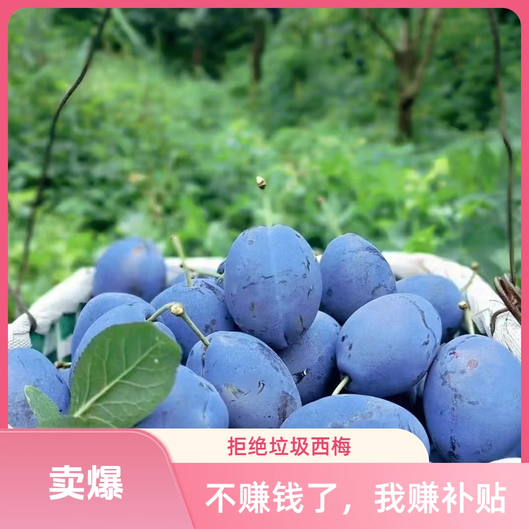 新鲜西梅饱满多汁酸甜脆爽当季整箱水果包邮拒绝垃圾西梅特大果