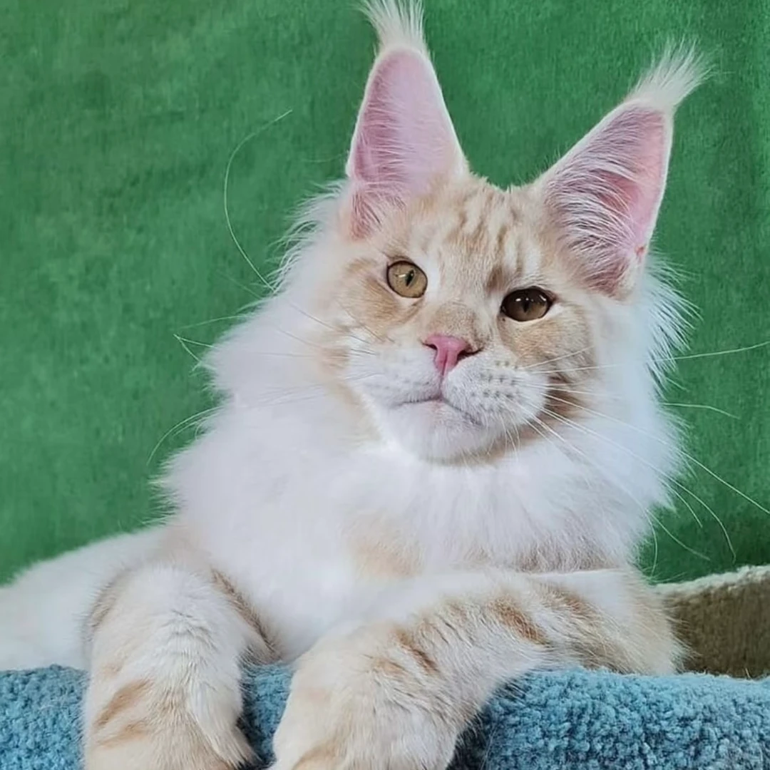 【扶摇宠物猫】宠物活体猫咪链接