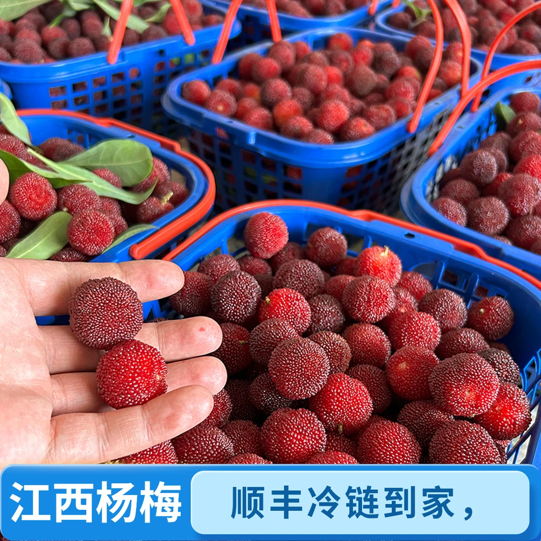 江西新鲜现摘杨梅当季酸甜果黑红杨梅原产地直发小山杨梅顺丰冷链