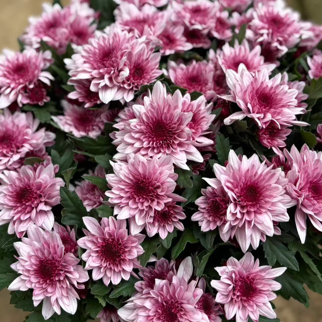 冰粉水晶 荷兰菊 多季节开花 耐热花量大 新手易养护盆栽