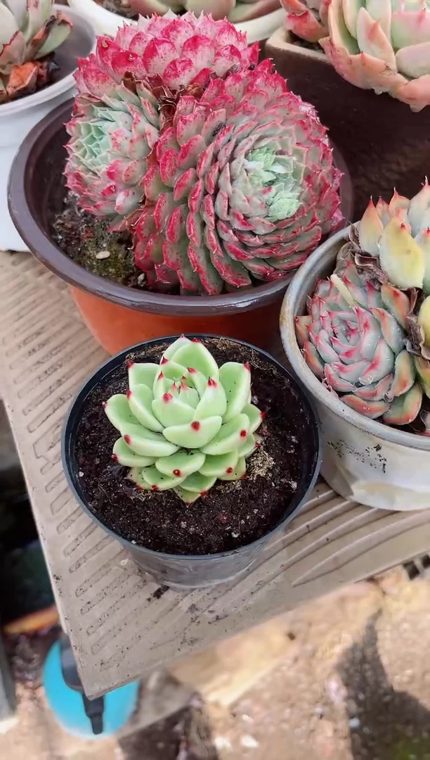 【闪购商品】19007