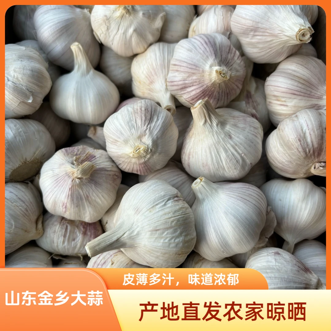 蒜坛子山东金乡大蒜新干蒜 大蒜紫白皮干蒜 5斤可种蒜苗
