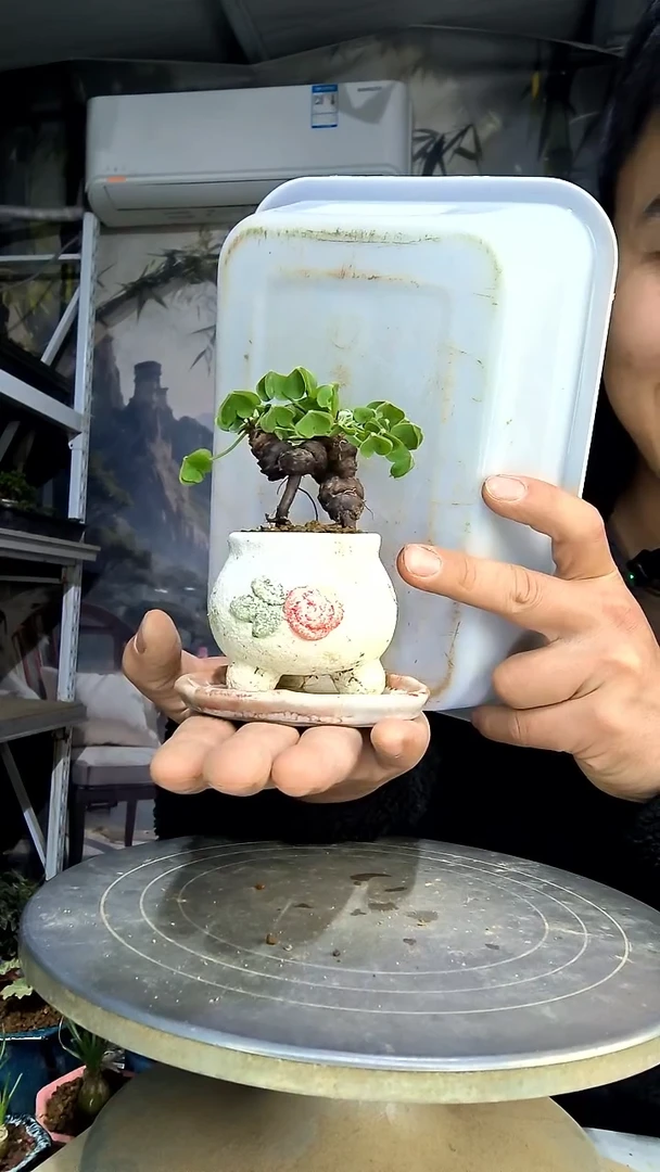 S****a中青园艺一物一拍花133