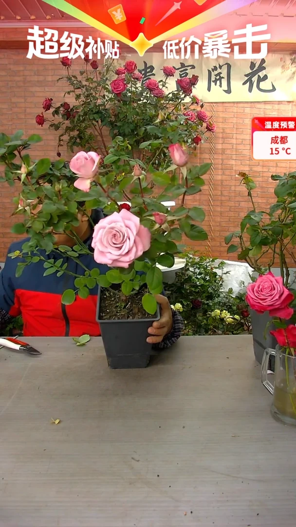 当前无花朵，栽培后可花朵粉曼塔