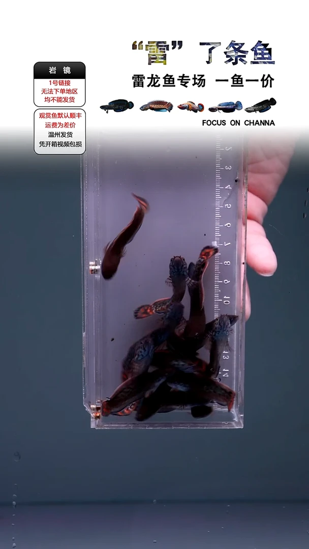 雷龙七彩4CM一条全品发，顺丰包损不包邮