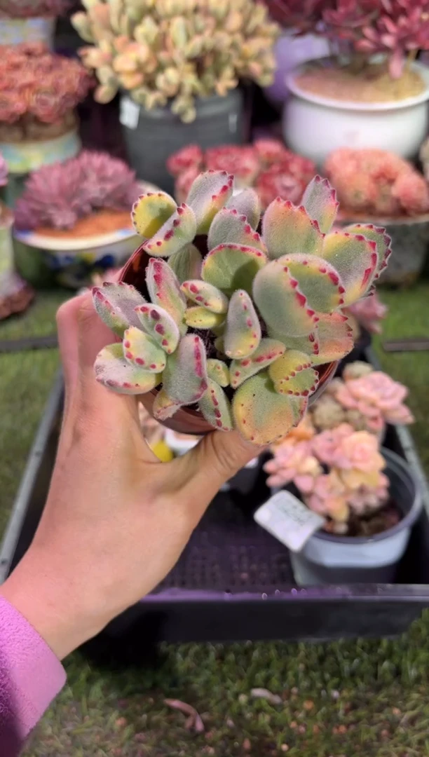 【闪购商品】04297