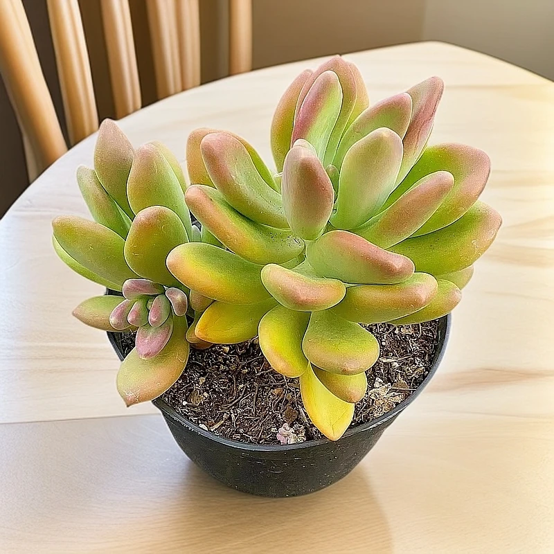 【芒果奶 多肉植物 】2单包邮 好养易出状态易老桩花旦精品多肉基