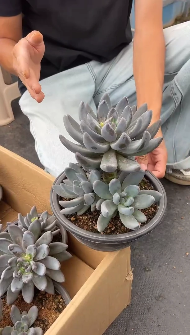 紫丽殿（黑加仑）
