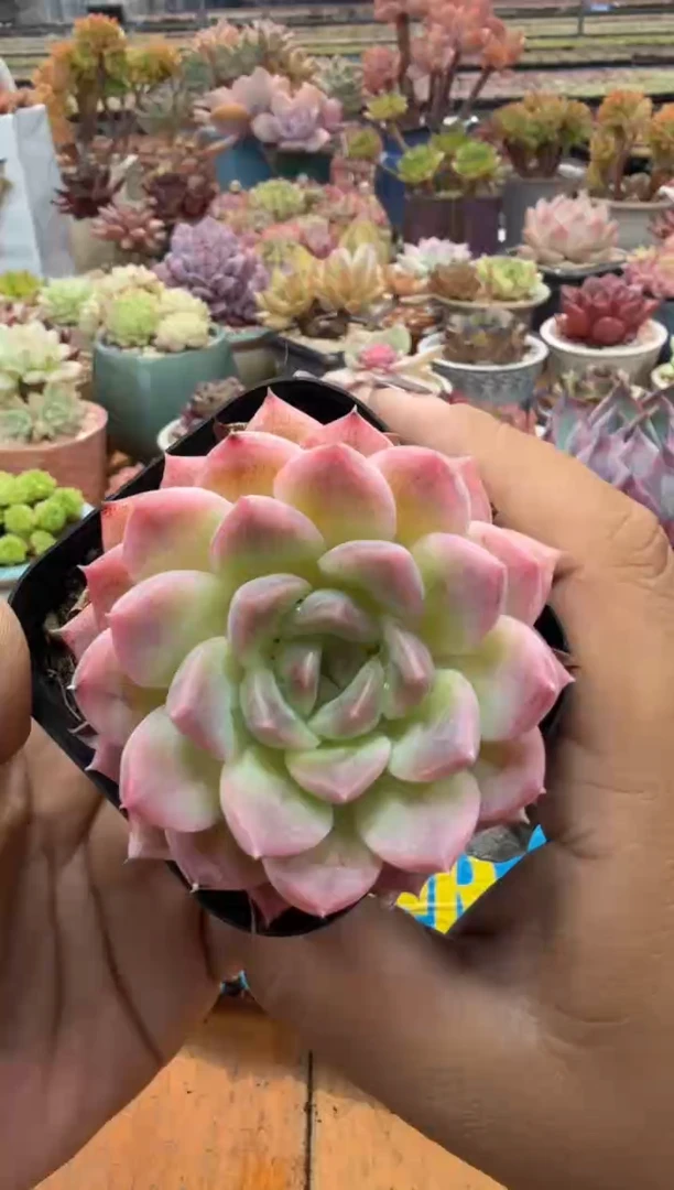 东云多肉园二店-355