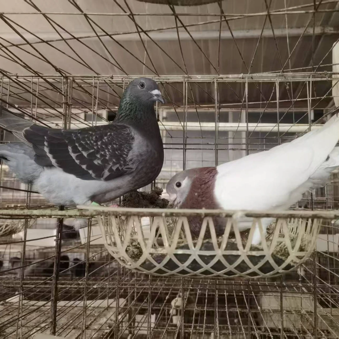 养殖场直发 一至二月龄中鸽一只