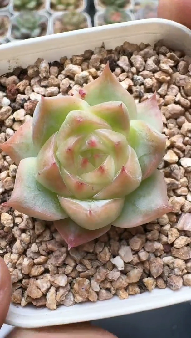 714D云禹多肉植物 带盆土纸巾打包 3颗包邮