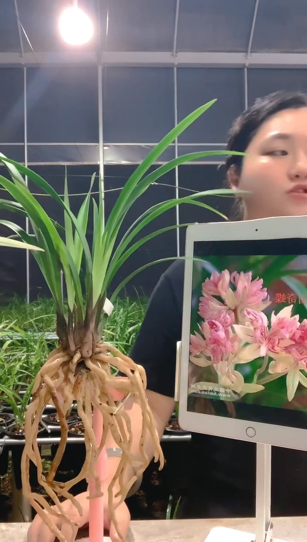 当前无花朵，栽培后可花朵原*富山奇蝶