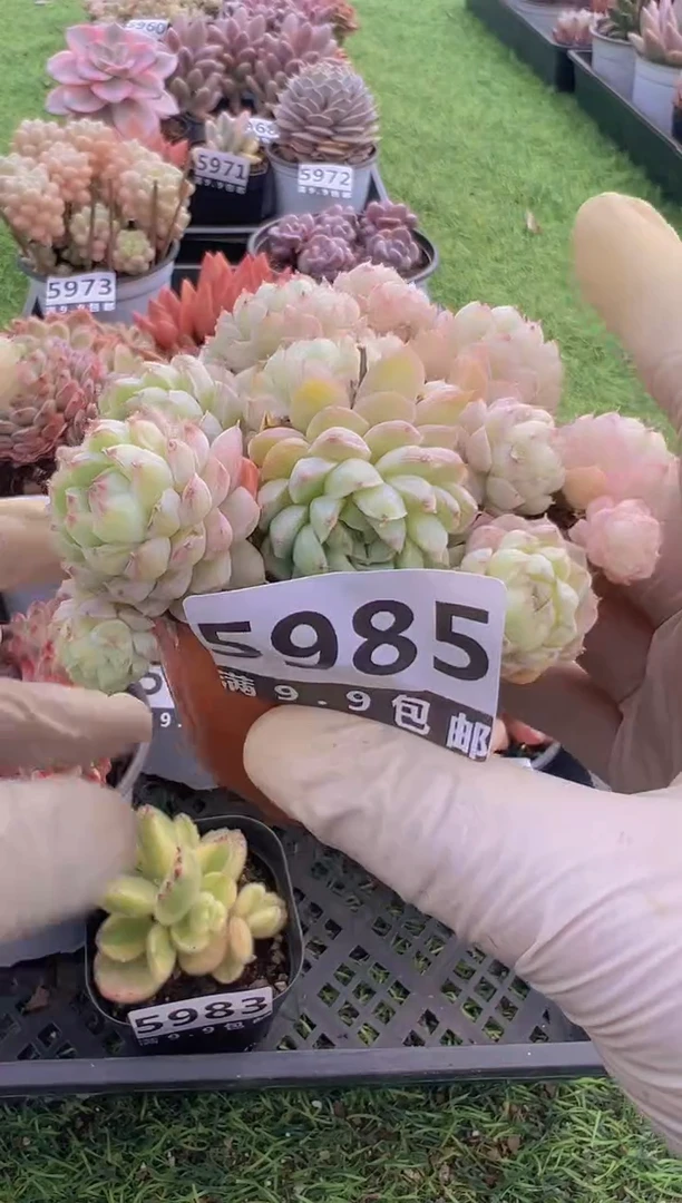 【闪购商品】信福多肉一物一拍