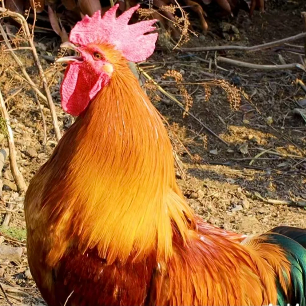 散养土鸡公鸡4-4.5斤