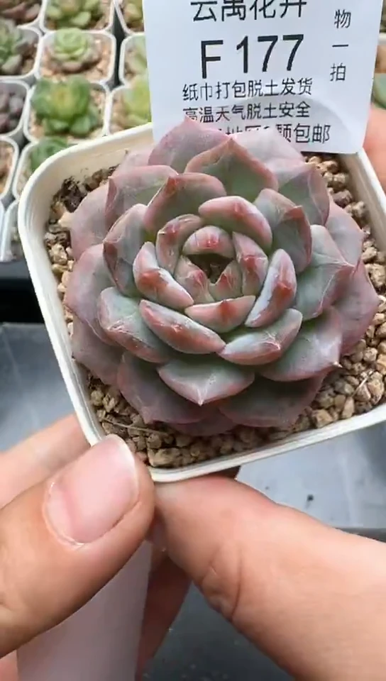 177F云禹多肉植物 默认脱土纸巾打包 3颗包邮