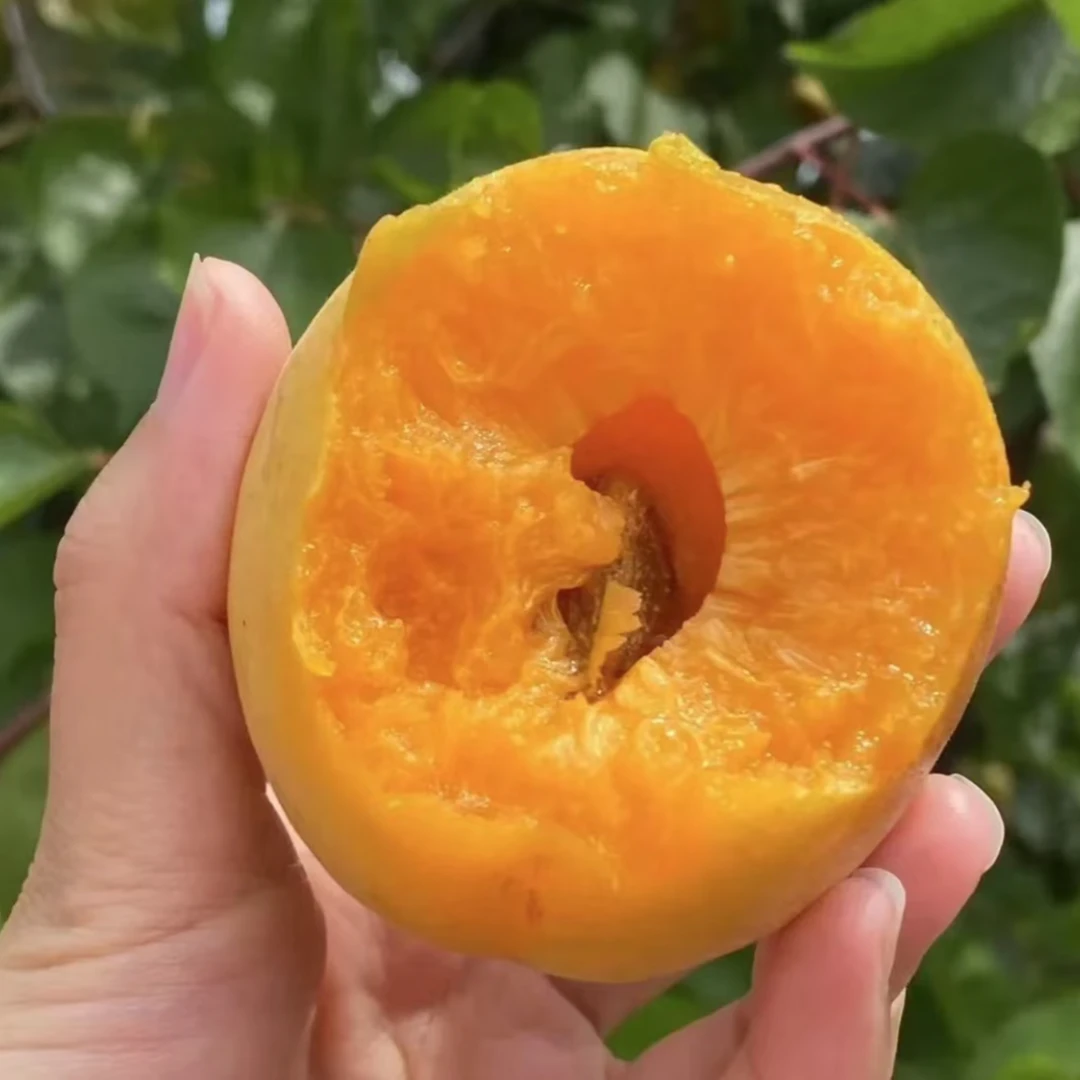 【帝王杏树苗 】优质杏苗 庭院植物盆栽地栽阳台庭院四季种植