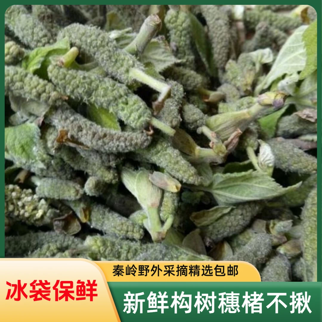 野外现采新鲜构树穗构树花楮不揪构穗楮树花穗褚树棒保鲜发货包邮