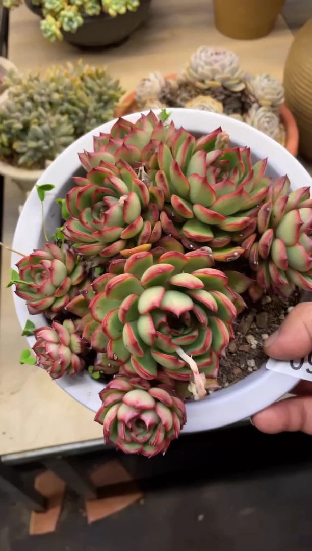 【闪购商品】92保利