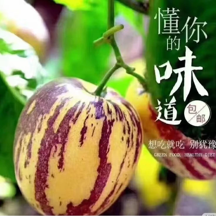 （带花苞发货）甘肃人生果苗四季开花结果南方北方阳台盆栽庭院地栽