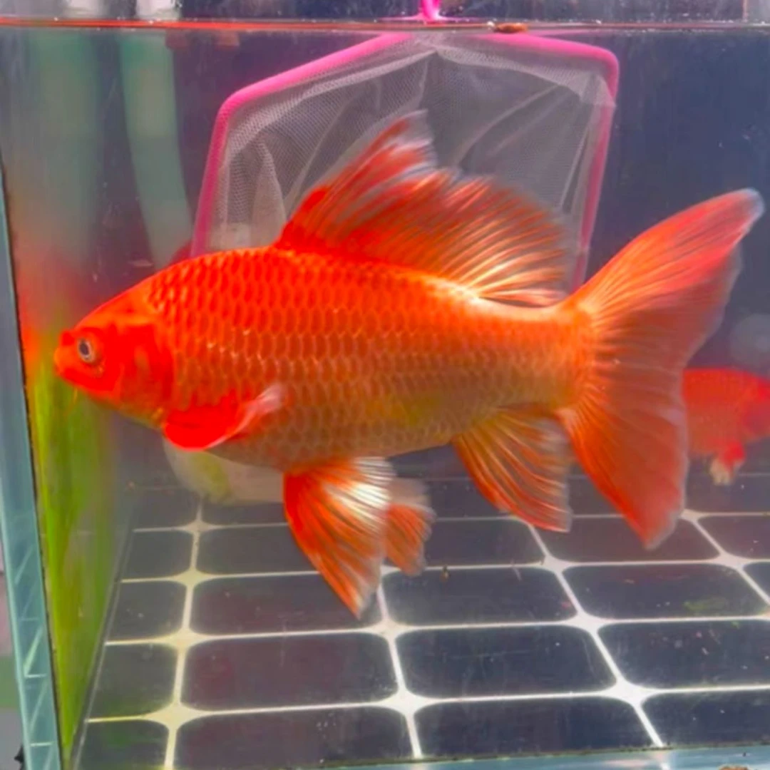 台湾红蝴蝶普身白蝴蝶锦鲤观赏鱼大鳍大尾冷水好养耐活包邮包活