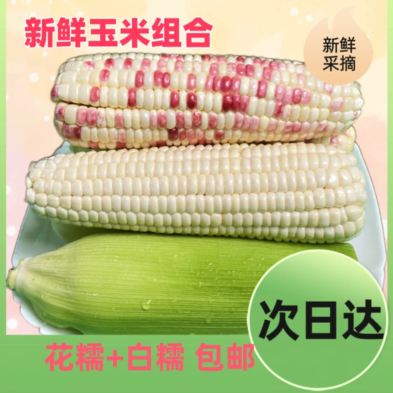 【组合装】6斤9斤上海本地玉米包邮到家甜糯玉米新鲜采摘颗粒饱满玉米甜玉米上海市