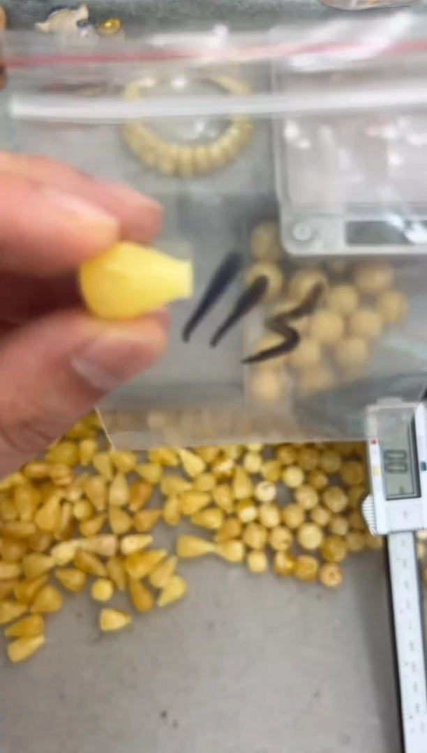 未镶嵌蜜蜡裸石qqqqqqqq113