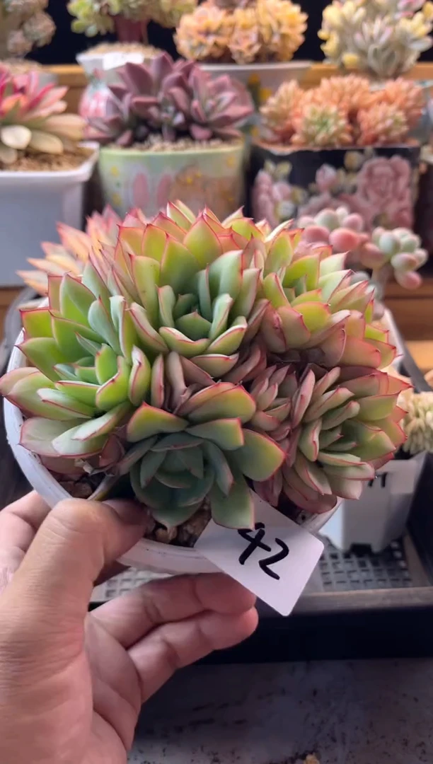 无花朵7.28-42牡丹亭111111