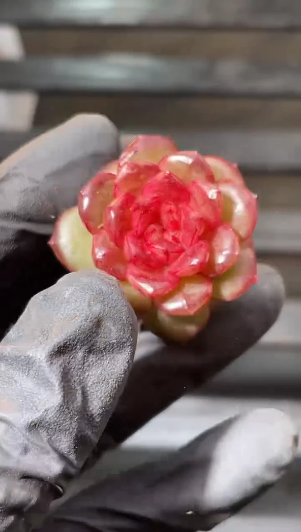 22-17 蓬莱2-3厘米量拍发一颗