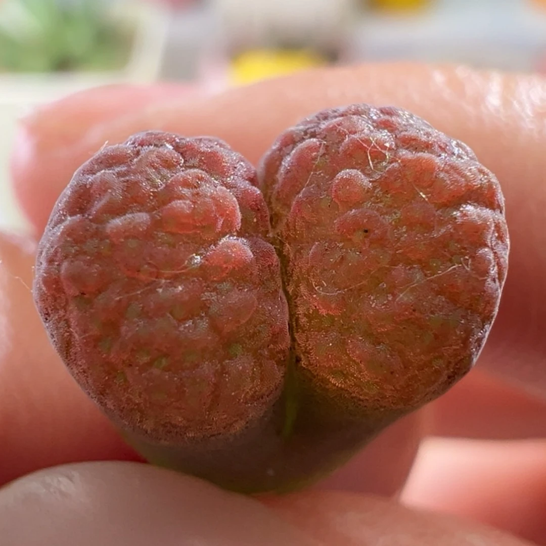 【柏实花园】红丝绒蛋糕阳台盆栽多肉植物