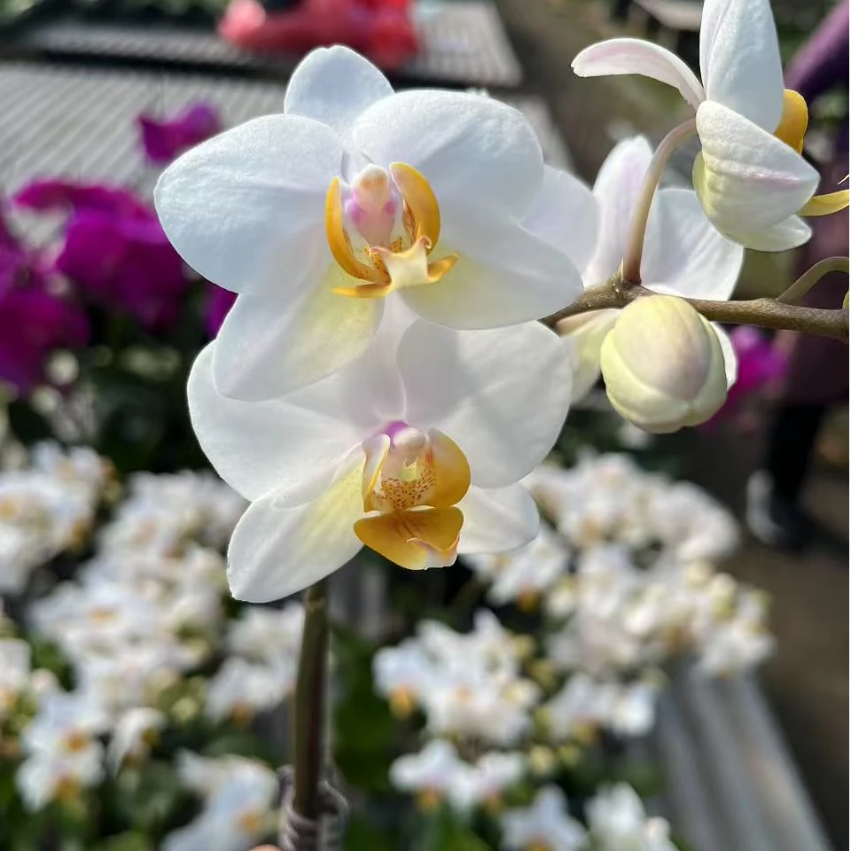 七色鹿园艺【白雪】蝴蝶兰花卉美观家用观赏优雅大气