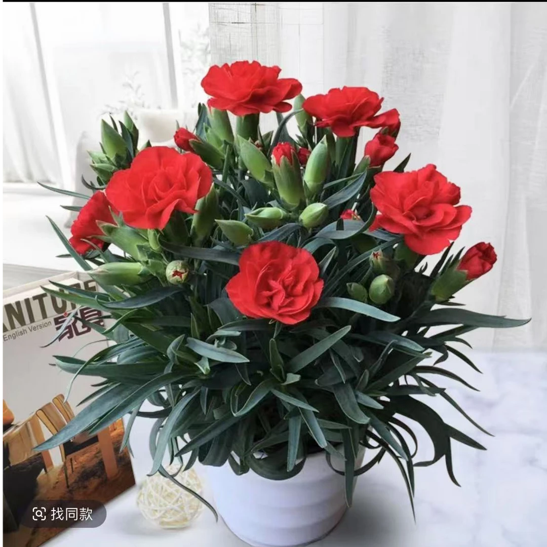 康乃馨盆栽带花苞四季开花室内客厅阳台好养花卉组合草本