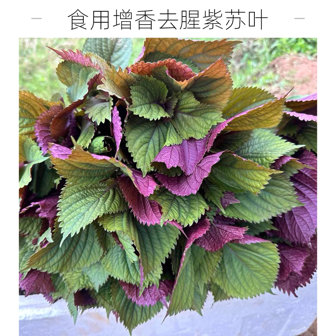 广西农家新鲜可食用鲜紫苏叶牛蛙鱼虾田螺去腥提鲜香料农产品