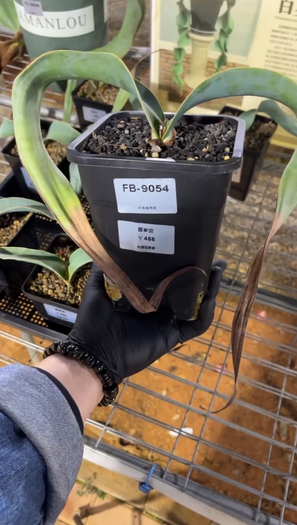 百岁兰FB-9054