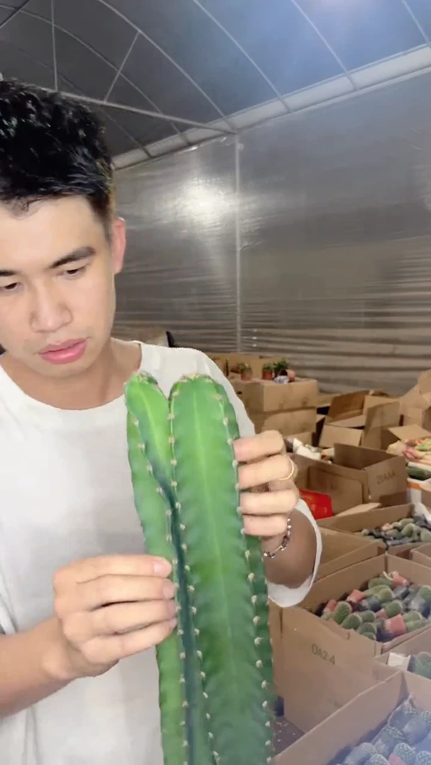 2颗 实生根 秘鲁苹果 高30-40cm