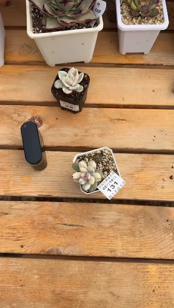 【闪购商品】0210-131奶酪锦（大魔王专拍）