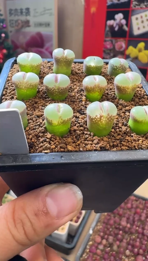 【闪购商品】1-25安娜玫瑰一颗