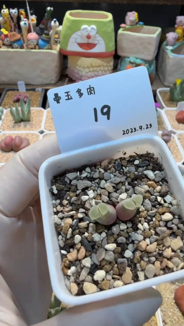 滴****嘭25.9.25-19多肉