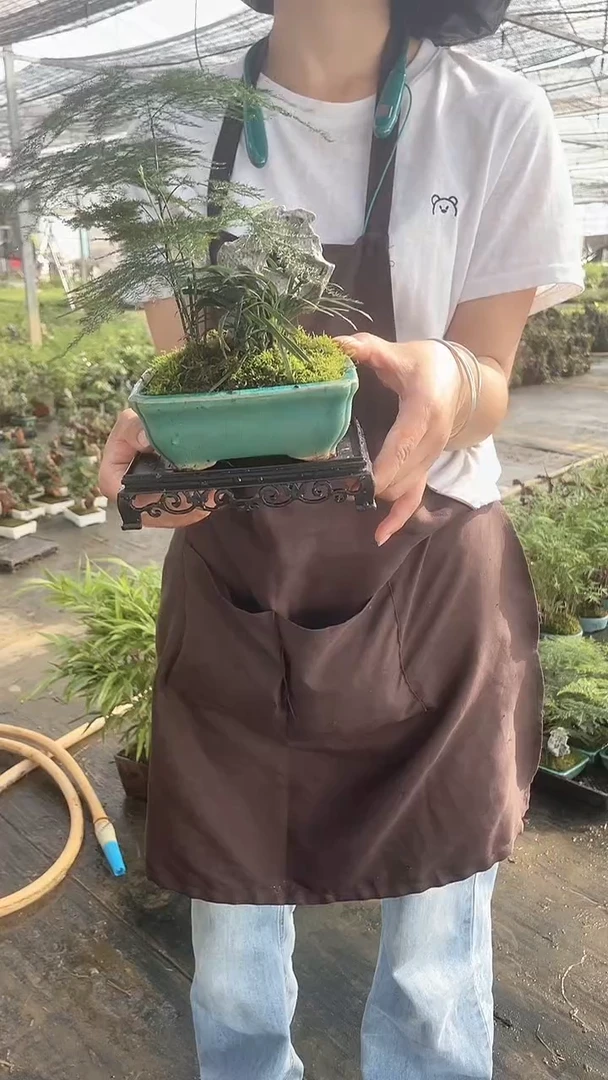 无花朵冰裂纹BL13文竹 附石