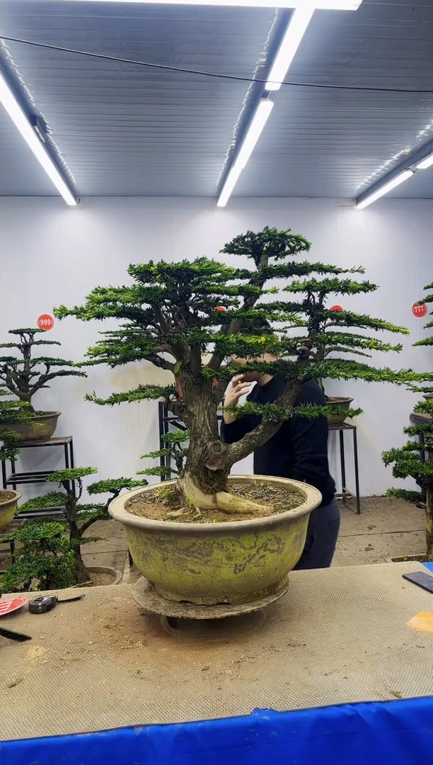 完全开放维****y一物一拍，所见即所得
