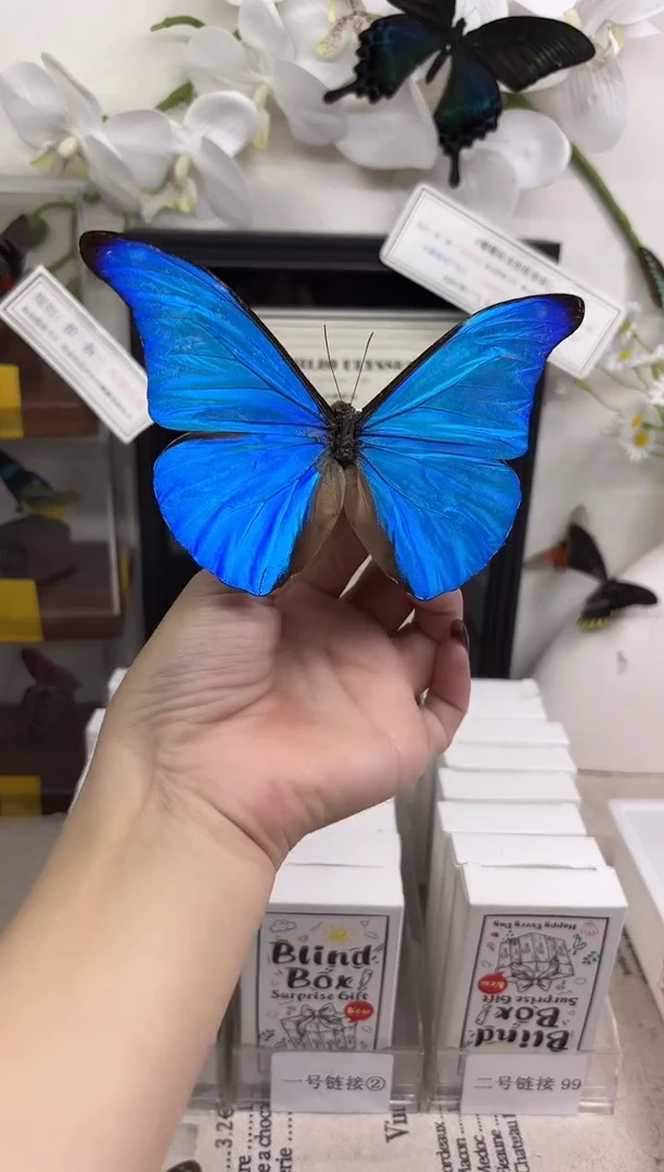 有机玻璃尖翅蓝闪