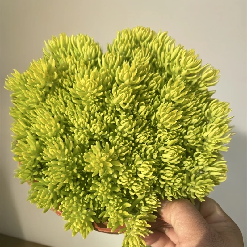 佛甲草多肉植物盆栽薄雪万年草室内阳台美观好养活绿植