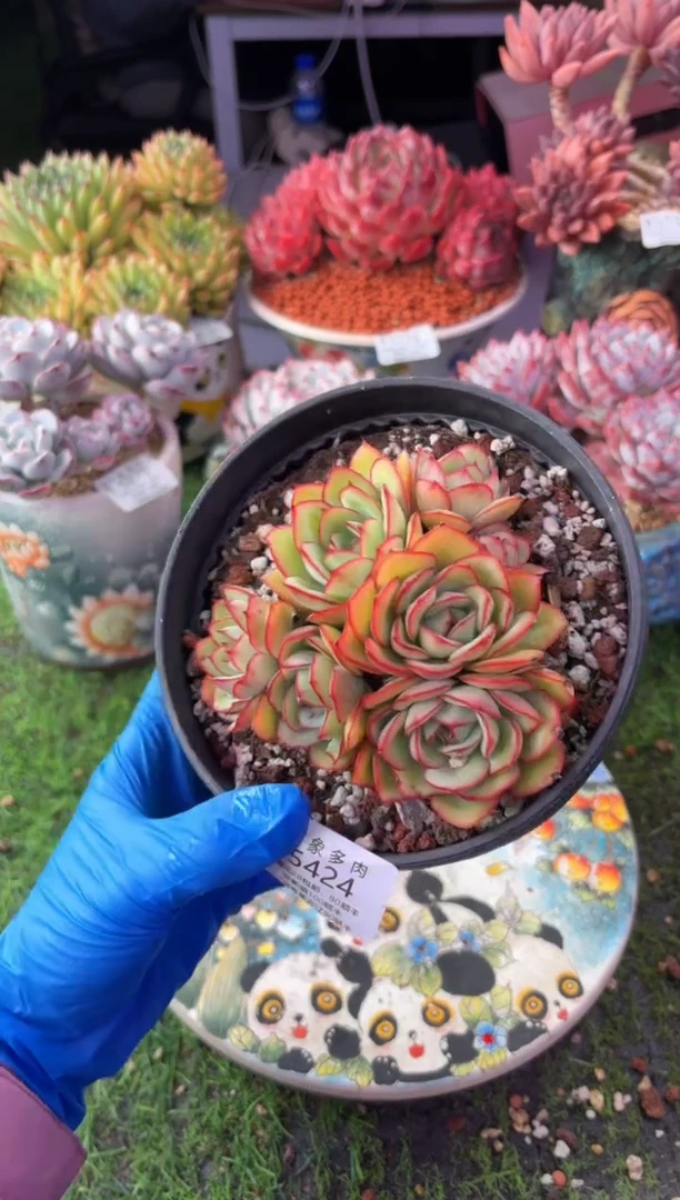 昆明印象多肉5424