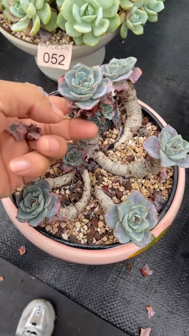 弥鹿之森多肉奶油黄桃