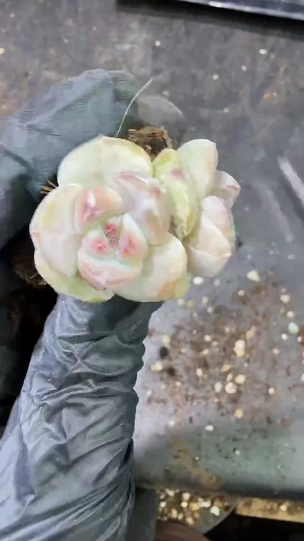 17号到手（4）棵双头星影